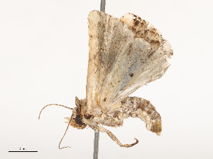  ( - CBG-B21243-B09)  @11 [ ] CreativeCommons - Attribution Share - Alike (2025) CBG Photography Group Centre for Biodiversity Genomics