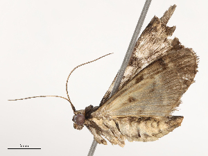  ( - CBG-B21243-B11)  @11 [ ] CreativeCommons - Attribution Share - Alike (2025) CBG Photography Group Centre for Biodiversity Genomics