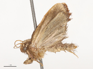  ( - CBG-B21243-B12)  @11 [ ] CreativeCommons - Attribution Share - Alike (2025) CBG Photography Group Centre for Biodiversity Genomics