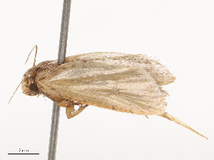  ( - CBG-B21243-C04)  @11 [ ] CreativeCommons - Attribution Share - Alike (2025) CBG Photography Group Centre for Biodiversity Genomics