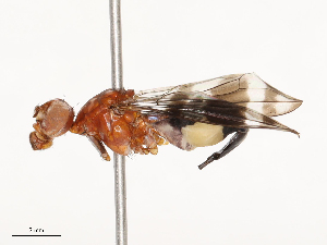  ( - CBG-B21243-E04)  @11 [ ] CreativeCommons - Attribution Share - Alike (2025) CBG Photography Group Centre for Biodiversity Genomics