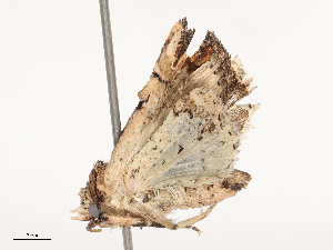  ( - CBG-B21243-G04)  @11 [ ] CreativeCommons - Attribution Share - Alike (2025) CBG Photography Group Centre for Biodiversity Genomics