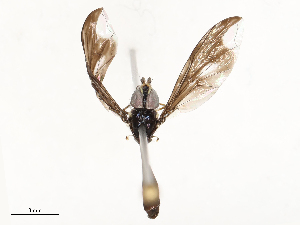  ( - CBG-B23323-B07)  @11 [ ] CreativeCommons - Attribution Share - Alike (2025) CBG Photography Group Centre for Biodiversity Genomics