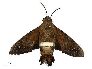  ( - CBG-B23323-E12)  @11 [ ] CreativeCommons - Attribution Share - Alike (2025) CBG Photography Group Centre for Biodiversity Genomics