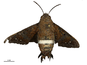  ( - CBG-B23323-F01)  @11 [ ] CreativeCommons - Attribution Share - Alike (2025) CBG Photography Group Centre for Biodiversity Genomics