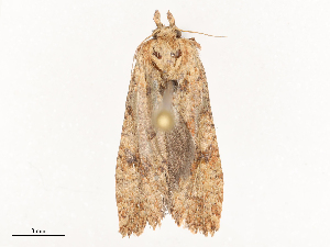  ( - CBG-B23323-F05)  @11 [ ] CreativeCommons - Attribution Share - Alike (2025) CBG Photography Group Centre for Biodiversity Genomics