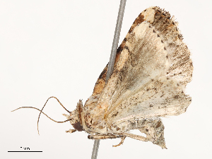  ( - CBG-B23323-F12)  @11 [ ] CreativeCommons - Attribution Share - Alike (2025) CBG Photography Group Centre for Biodiversity Genomics