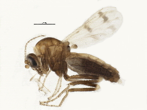  (Downeshelea sp. 6CP - BIOUG05273-F10)  @13 [ ] CreativeCommons - Attribution (2014) CBG Photography Group Centre for Biodiversity Genomics