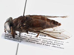  (Tabanus nebulosus - BIOUG08290-H09)  @15 [ ] CreativeCommons - Attribution (2014) CBG Photography Group Centre for Biodiversity Genomics