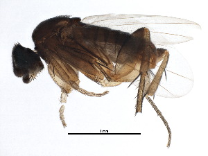  (Coniceromyia - BIOUG07621-H11)  @14 [ ] CreativeCommons - Attribution (2015) CBG Photography Group Centre for Biodiversity Genomics