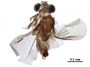  ( - BIOUG07779-E12)  @14 [ ] CreativeCommons - Attribution (2017) CBG Photography Group Centre for Biodiversity Genomics