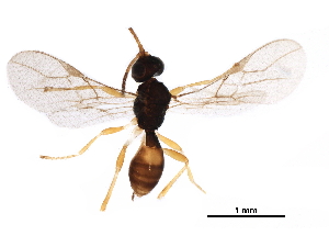  ( - BIOUG08264-D05)  @13 [ ] CreativeCommons - Attribution (2017) CBG Photography Group Centre for Biodiversity Genomics