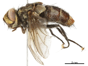  ( - BIOUG08352-E04)  @13 [ ] CreativeCommons - Attribution (2019) CBG Photography Group Centre for Biodiversity Genomics