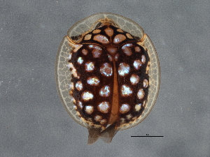  ( - BIOUG08350-C07)  @14 [ ] CreativeCommons - Attribution (2013) CBG Photography Group Centre for Biodiversity Genomics