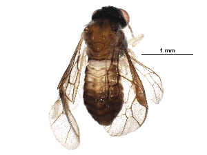  ( - BIOUG08583-G05)  @13 [ ] CreativeCommons - Attribution (2016) CBG Photography Group Centre for Biodiversity Genomics