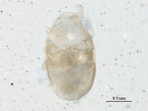  (Proctolaelaps sp. JCS22 - BIOUG08585-B12)  @12 [ ] CreativeCommons - Attribution (2015) CBG Photography Group Centre for Biodiversity Genomics
