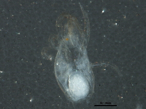  (Euseius sp. JCS05 - BIOUG08585-E07)  @12 [ ] CreativeCommons - Attribution (2015) CBG Photography Group Centre for Biodiversity Genomics