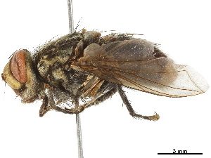  ( - BIOUG08761-A05)  @13 [ ] CreativeCommons - Attribution (2019) CBG Photography Group Centre for Biodiversity Genomics