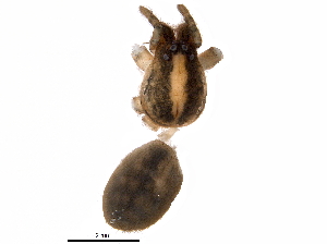  (Ctenus - BIOUG08761-F06)  @14 [ ] CreativeCommons - Attribution (2016) CBG Photography Group Centre for Biodiversity Genomics
