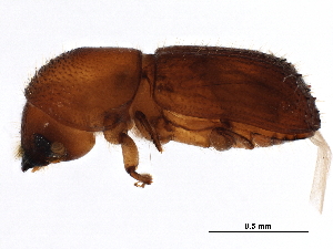  (Xyleborus affinis - BIOUG09075-F01)  @13 [ ] CreativeCommons - Attribution (2017) CBG Photography Group Centre for Biodiversity Genomics