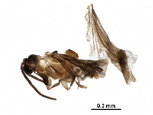  ( - BIOUG10010-C10)  @12 [ ] CreativeCommons - Attribution (2017) CBG Photography Group Centre for Biodiversity Genomics