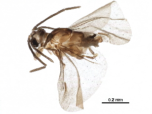  (Caenocholax sp. 10 DPM-2010 - BIOUG10010-C12)  @14 [ ] CreativeCommons - Attribution (2017) CBG Photography Group Centre for Biodiversity Genomics