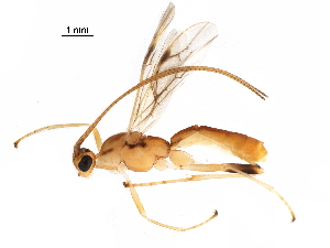  (Aleiodes adrianaraduloviciae - BIOUG10014-B04)  @13 [ ] CreativeCommons - Attribution (2017) CBG Photography Group Centre for Biodiversity Genomics