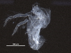  ( - BIOUG36146-B05)  @11 [ ] CreativeCommons - Attribution (2018) CBG Photography Group Centre for Biodiversity Genomics