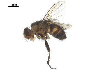  ( - BIOUG17496-E01)  @11 [ ] CreativeCommons - Attribution (2019) CBG Photography Group Centre for Biodiversity Genomics