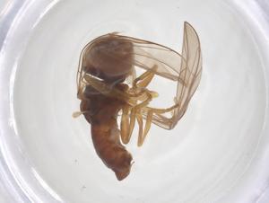  ( - BIOUG36281-A03)  @11 [ ] CreativeCommons - Attribution Share - Alike (2025) Centre for Biodiversity Genomics Centre for Biodiversity Genomics