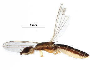  (Micropeza lateralis - BIOUG28195-D08)  @11 [ ] CreativeCommons - Attribution (2016) CBG Photography Group Centre for Biodiversity Genomics