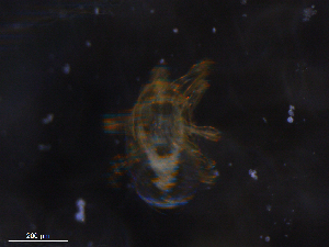  ( - BIOUG28550-E12)  @11 [ ] CreativeCommons - Attribution (2019) CBG Photography Group Centre for Biodiversity Genomics
