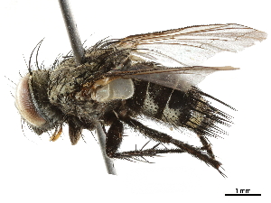  ( - BIOUG18040-D08)  @14 [ ] CreativeCommons - Attribution (2019) CBG Photography Group Centre for Biodiversity Genomics