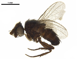  (Phytomyptera Janzen2126 - BIOUG18231-B12)  @13 [ ] CreativeCommons - Attribution (2019) CBG Photography Group Centre for Biodiversity Genomics