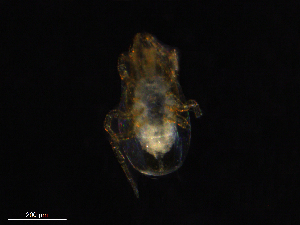  ( - BIOUG29187-H01)  @11 [ ] CreativeCommons - Attribution (2019) CBG Photography Group Centre for Biodiversity Genomics