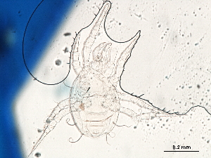  ( - BIOUG24482-B06)  @11 [ ] CreativeCommons - Attribution (2019) CBG Photography Group Centre for Biodiversity Genomics