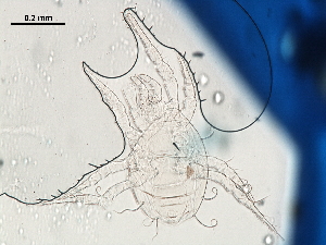  (Proprioseiopsis sp. JCS10 - BIOUG24482-B06)  @11 [ ] CreativeCommons - Attribution (2019) CBG Photography Group Centre for Biodiversity Genomics