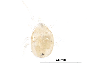  (Proprioseiopsis messor - BIOUG24482-C08)  @11 [ ] CreativeCommons - Attribution (2016) CBG Photography Group Centre for Biodiversity Genomics