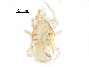  ( - BIOUG25072-A06)  @11 [ ] CreativeCommons - Attribution (2016) CBG Photography Group Centre for Biodiversity Genomics