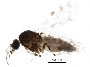  ( - BIOUG30301-C10)  @11 [ ] CreativeCommons - Attribution (2016) CBG Photography Group Centre for Biodiversity Genomics