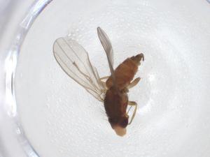  (Gen_VLB1 - CBG-A13621-G04)  @11 [ ] CreativeCommons - Attribution Share - Alike (2023) Centre for Biodiversity Genomics Centre for Biodiversity Genomics