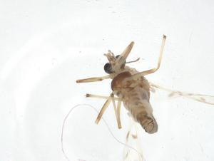  ( - CBG-A13753-C01)  @11 [ ] CreativeCommons - Attribution Share - Alike (2023) Centre for Biodiversity Genomics Centre for Biodiversity Genomics