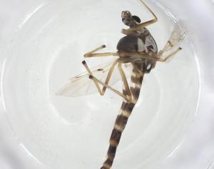  ( - CBG-A14311-G10)  @11 [ ] CreativeCommons - Attribution Share - Alike (2023) Centre for Biodiversity Genomics Centre for Biodiversity Genomics