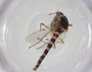  ( - CBG-A14315-F11)  @11 [ ] CreativeCommons - Attribution Share - Alike (2023) Centre for Biodiversity Genomics Centre for Biodiversity Genomics