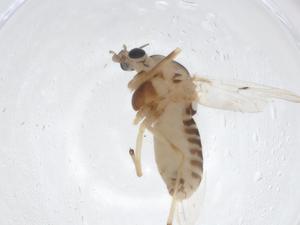  ( - CBG-A14349-B12)  @11 [ ] CreativeCommons - Attribution Share - Alike (2023) Centre for Biodiversity Genomics Centre for Biodiversity Genomics