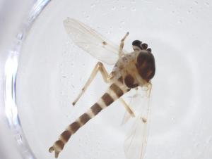  ( - CBG-A14349-G09)  @11 [ ] CreativeCommons - Attribution Share - Alike (2023) Centre for Biodiversity Genomics Centre for Biodiversity Genomics