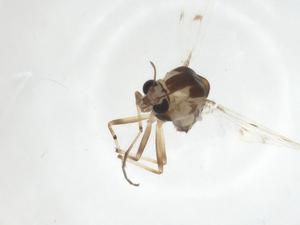  ( - CBG-A14350-G12)  @11 [ ] CreativeCommons - Attribution Share - Alike (2023) Centre for Biodiversity Genomics Centre for Biodiversity Genomics