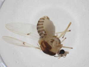  ( - CBG-A14354-F08)  @11 [ ] CreativeCommons - Attribution Share - Alike (2023) Centre for Biodiversity Genomics Centre for Biodiversity Genomics