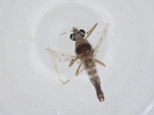  ( - CBG-A14360-D10)  @11 [ ] CreativeCommons - Attribution Share - Alike (2023) Centre for Biodiversity Genomics Centre for Biodiversity Genomics