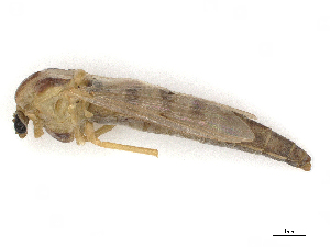  ( - CBG-A14967-H11)  @11 [ ] CreativeCommons - Attribution Share - Alike (2023) CBG Photography Group Centre for Biodiversity Genomics